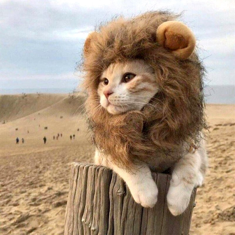 Mignon Lion crinière chat perruque animal de compagnie petit chien chats Costume Lion crinière perruque chapeau pour chat chiens fantaisie Costume Cosplay jouet fournitures pour animaux de compagnie